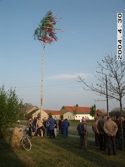Einholen des Maibaumes 2004